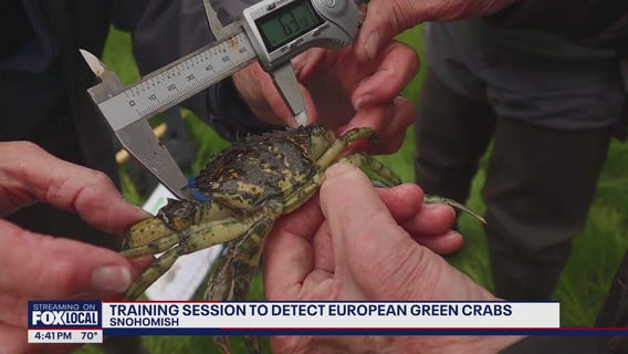 Training sessions to detect European Green Crabs are now available