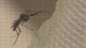 Mosquitos trapped in Valley test positive for West Nile