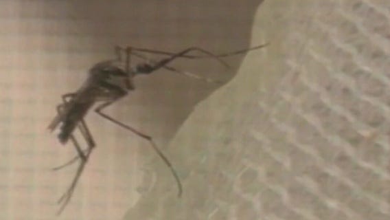 Mosquitos trapped in Valley test positive for West Nile