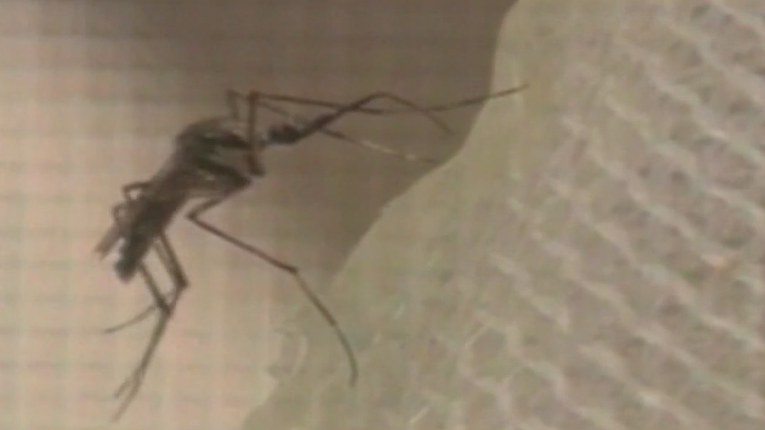 Mosquitos trapped in Valley test positive for West Nile