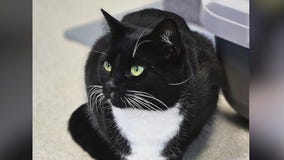 Meet Phoebe: Our Pet of the Day