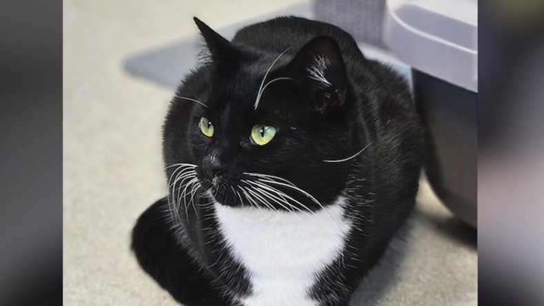 Meet Phoebe: Our Pet of the Day