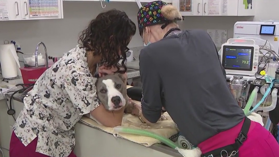Affordable vet clinic opens in Mesa