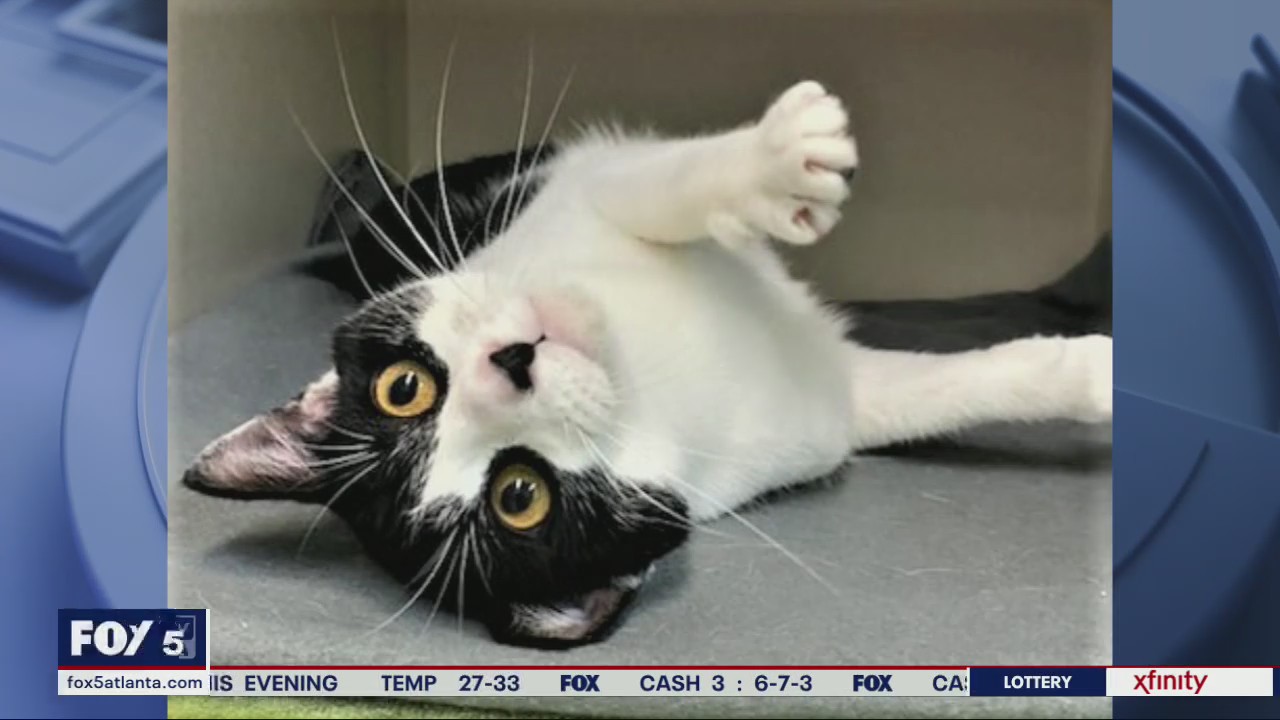 Pet of the Day from the Humane Society of Cobb County
