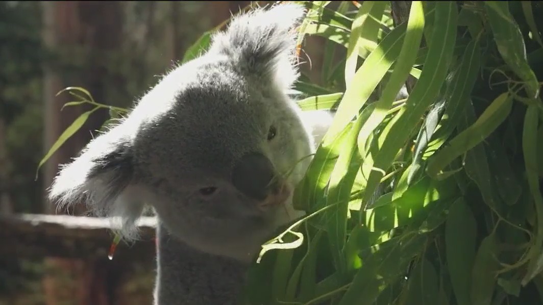 Koala Bears featured at Brookfield Zoo Chicago