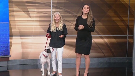 Meet Moana: Our Pet of the Day