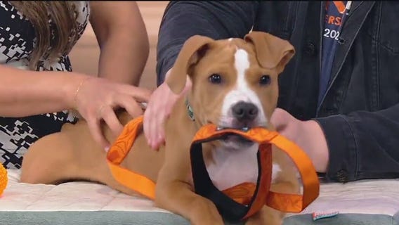 Meet Charlie: Our Pet of the Day