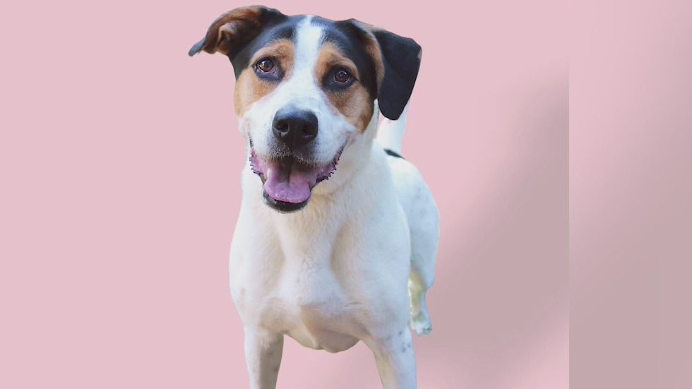 Pet of the Day from the Humane Society of Northeast Georgia