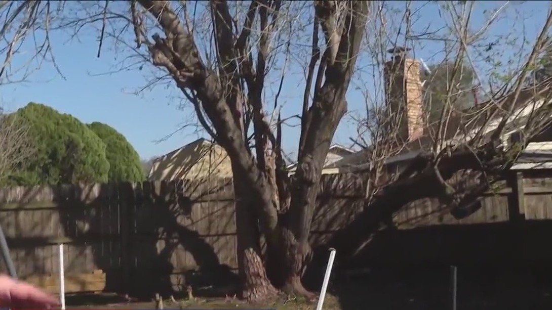 How to know when to remove fallen tree or save it