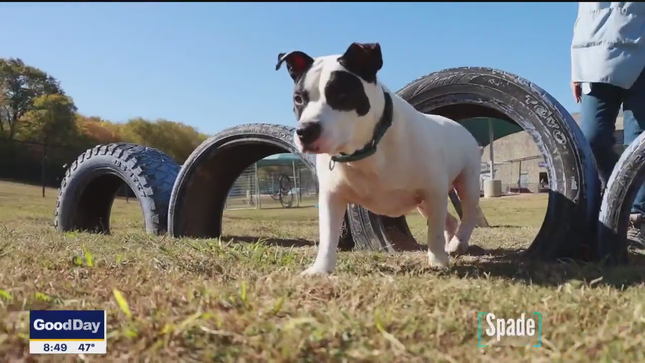 Dog of the Day: Spade