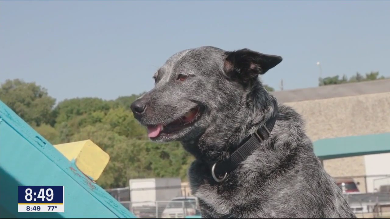 Dog of the Day: Riley