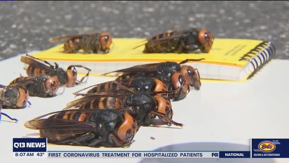 First Asian giant hornet nest found in Washington