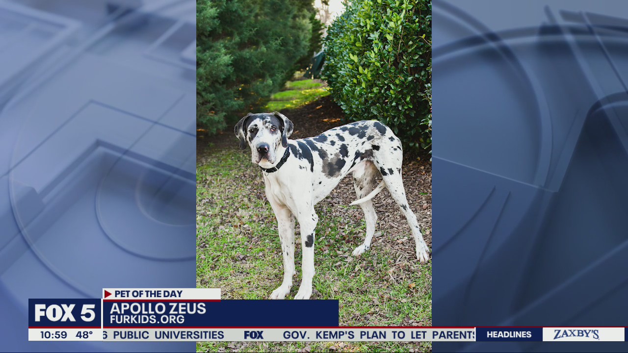 Pet of the Day from FurKids