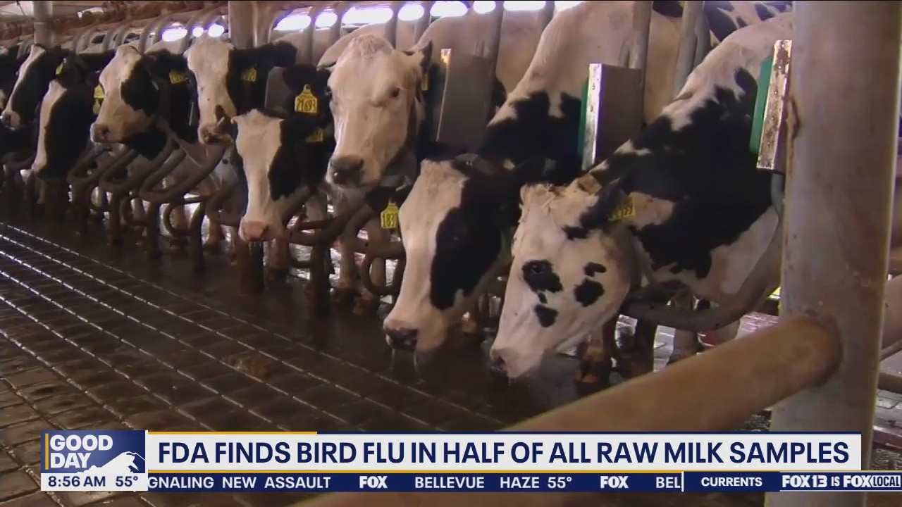 FDA finds bird flu in half of all raw milk samples | FOX 13 Seattle