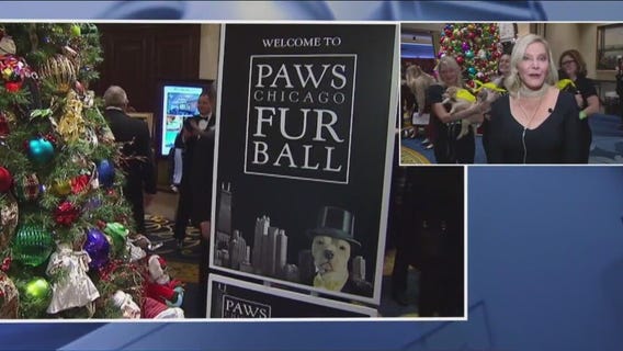PAWS Chicago Fur Ball tonight