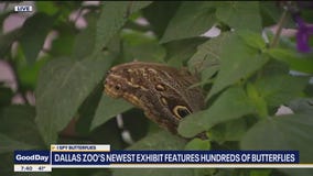 Dallas Zoo's new exhibit with hundreds of butterflies