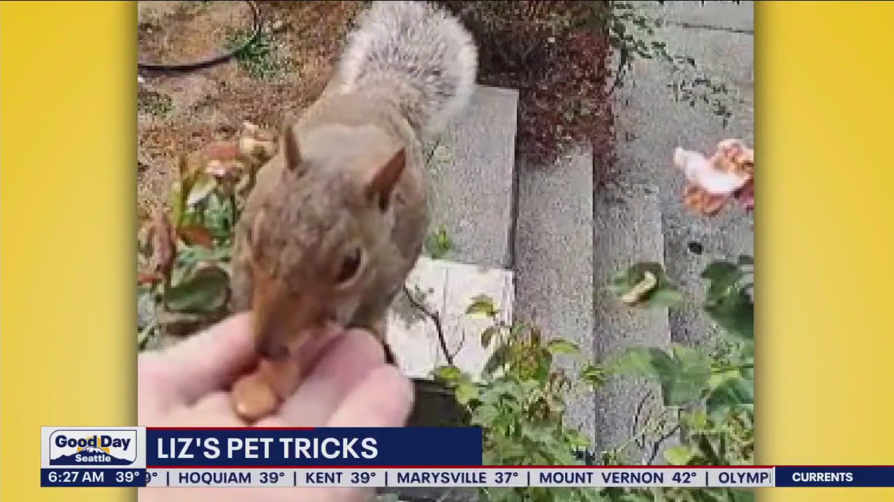 Liz's Pet Tricks for Friday, March 10