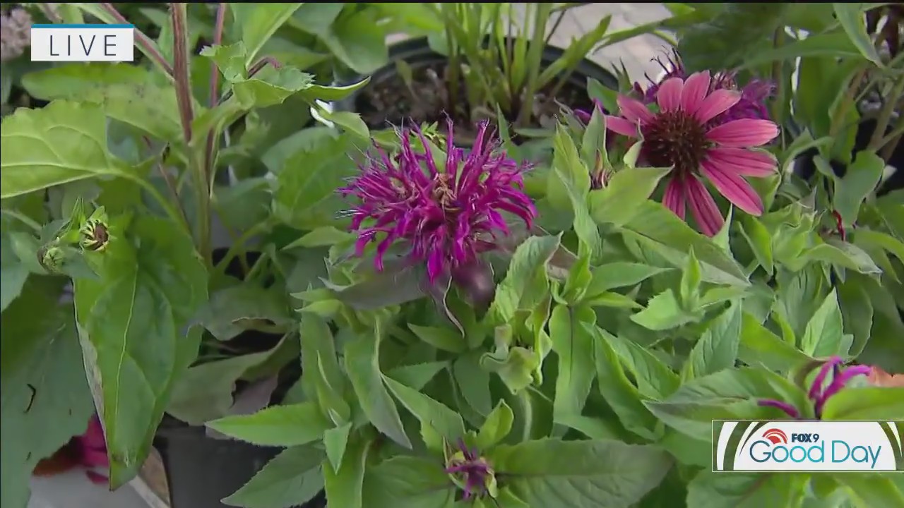 Tips for growing fall perennials