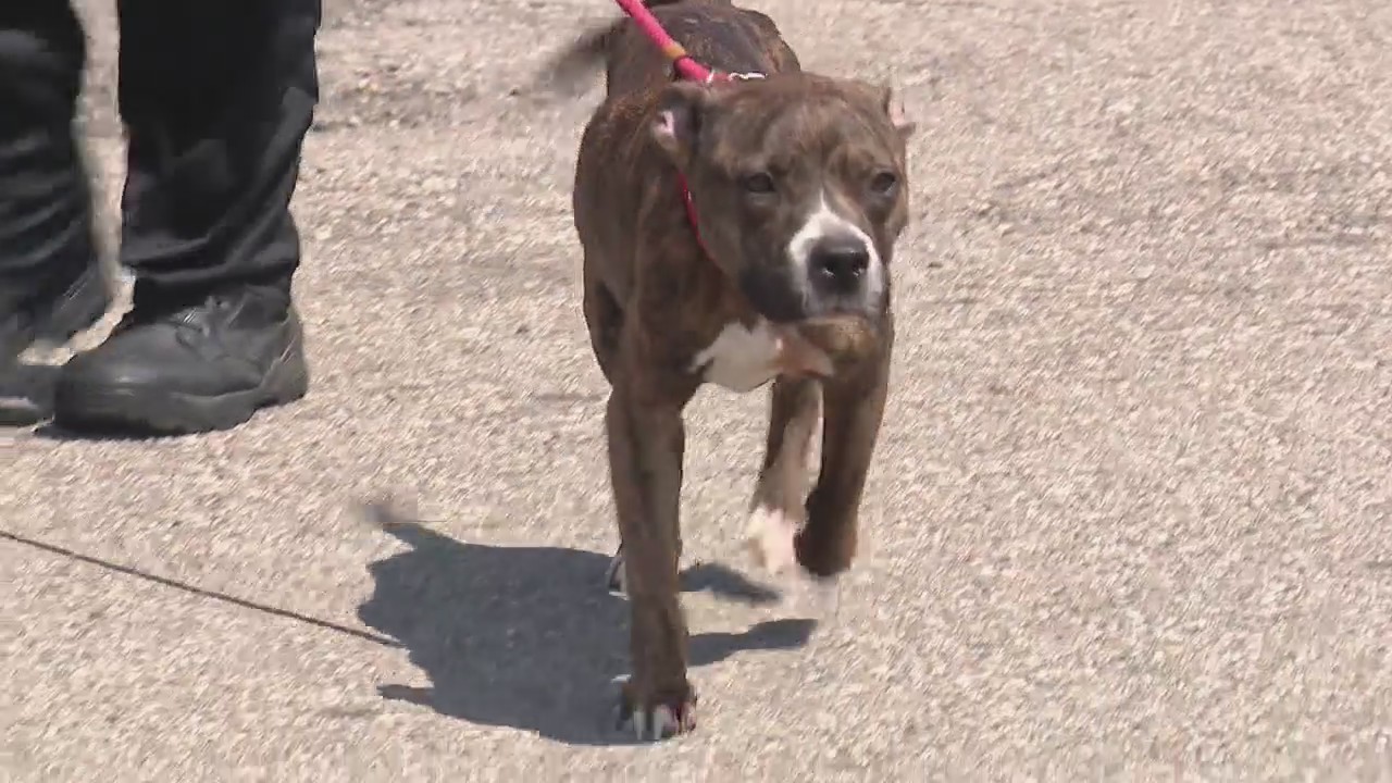 Detroit Animal Care faces urgent overcrowding problem