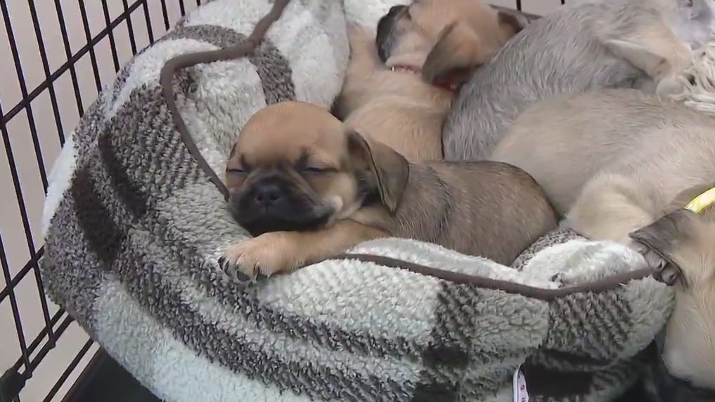 Puppies up for adoption on National Puppy Day