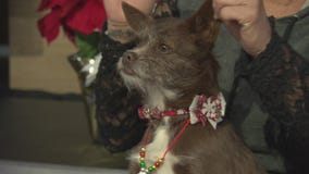 Pet Project: Hershey from Mutt Match LA