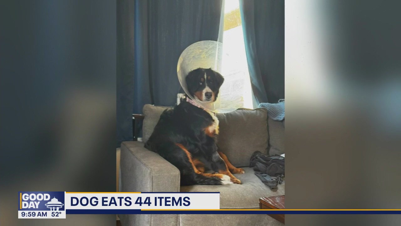 A dog is recovering after snacking on 44 unusual items