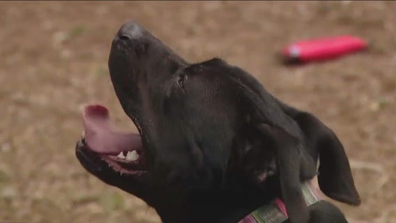 Pet of the Weekend: Meet Chessie!