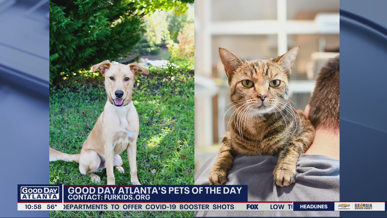 Pets of the Day from Furkids