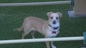 Give the gift of a name for animals this holiday season