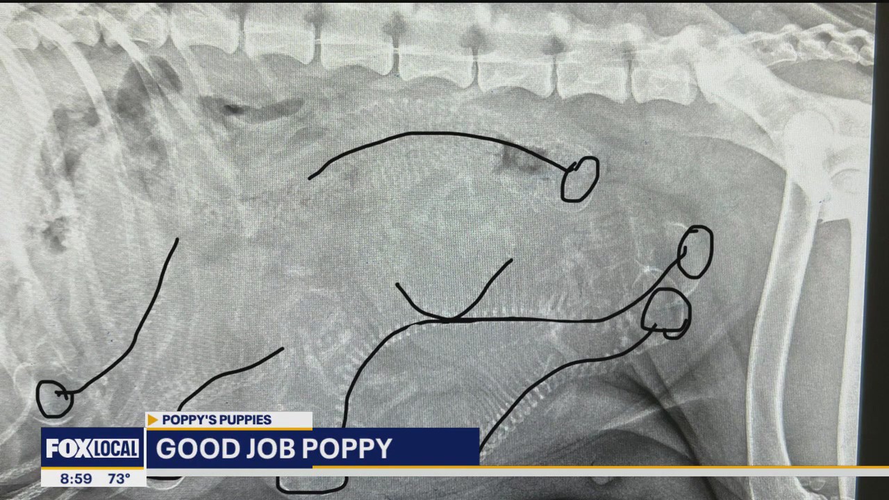 An update on Poppy's puppies