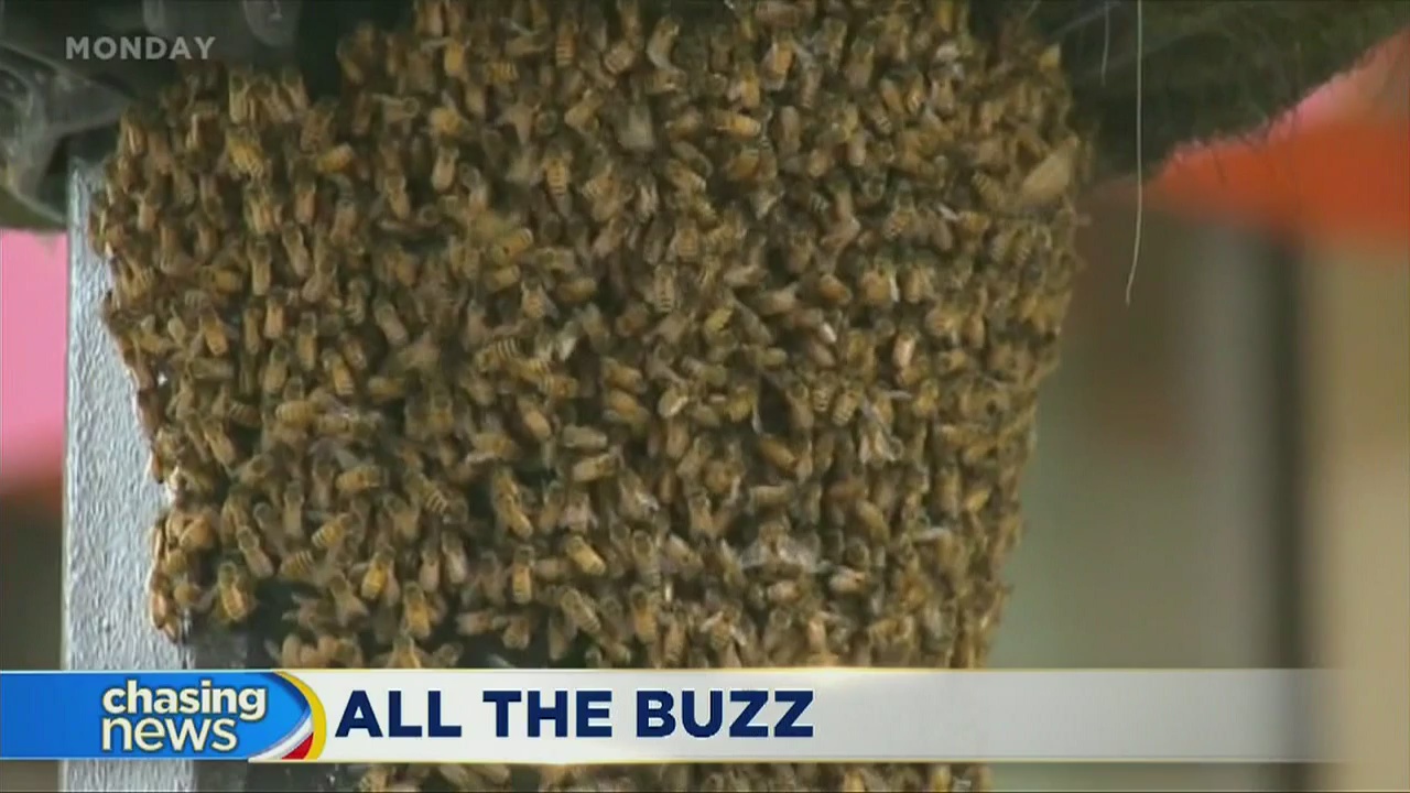Estimated 20K bees swarm pole in NYC