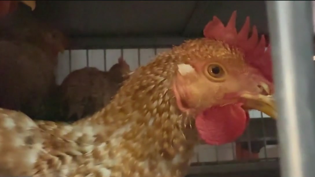 Bird flu spreading in NY