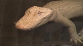 Claude, Cal Academy's beloved albino alligator, dies at age 30