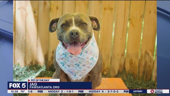 Pet of the Day from Paws Atlanta