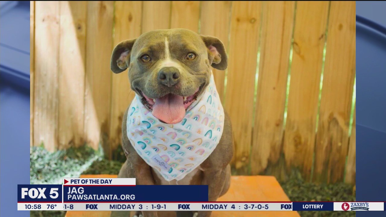 Pet of the Day from Paws Atlanta