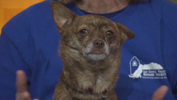 Pet Project: Panchito at San Gabriel Valley Humane Society