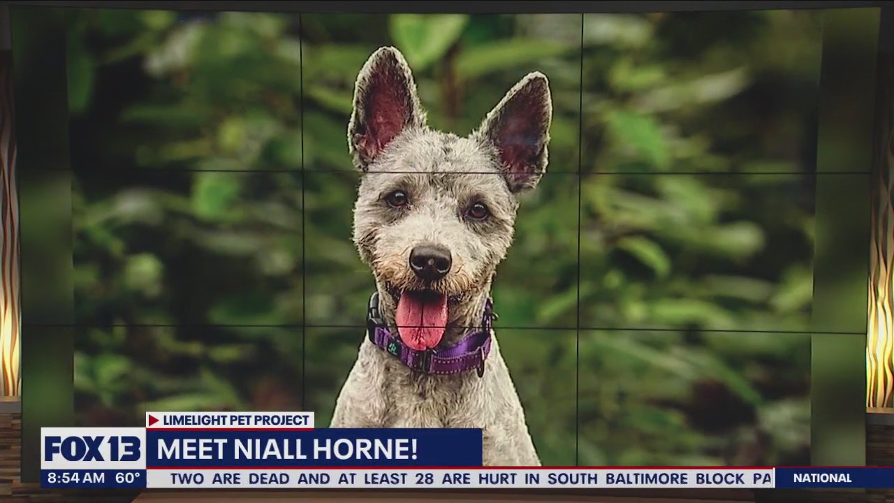 Pet of the Week: Niall Horne