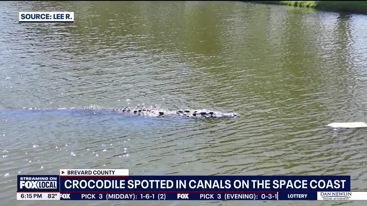 Crocodile spotted in canals on the Space Coast