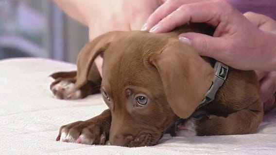 Meet Dakira: Our Pet of the Day