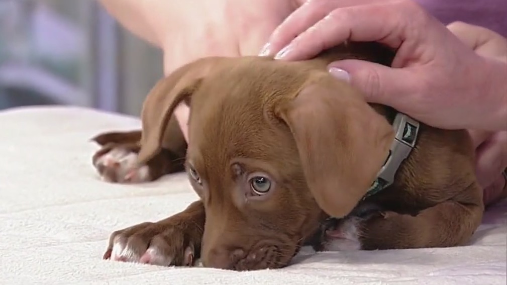 Meet Dakira: Our Pet of the Day