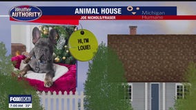 Welcome Louie, Collins, Rogan