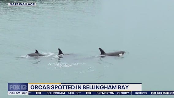 Orcas spotted in Bellingham Bay, WA