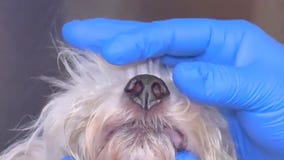 Dog survives being thrown over fence in bag