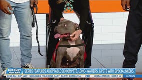 Help pets find their forever homes with Best Friends Animal Society