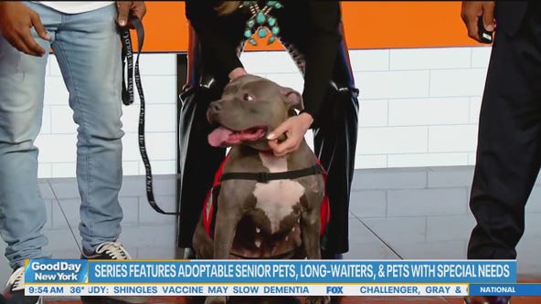 Help pets find their forever homes with Best Friends Animal Society