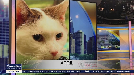 FurEver Home: April 3, 2022