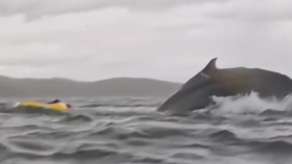 WATCH: Kayaker nearly gets swallowed by whale of Chilean coast
