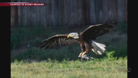 BAY AREA PEOPLE Bald Eagles & Rattlers