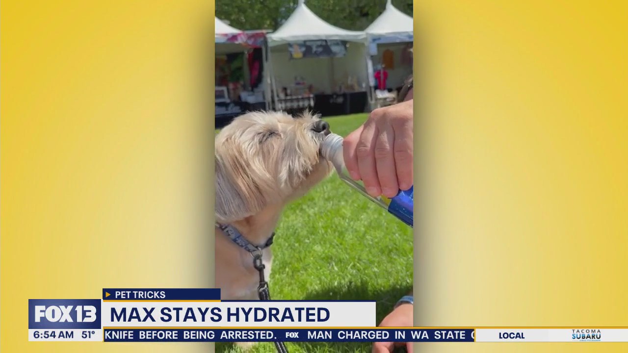 Pet Tricks for Thursday, October 9