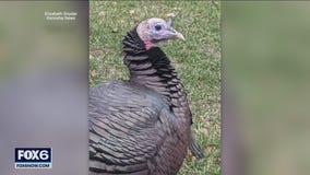 Beloved Kenosha turkey dead, neighborhood mourns